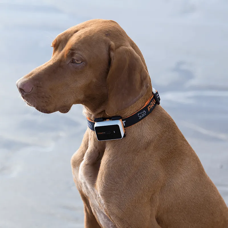 Dog  Tracker Collar  Size 48x33x14 mm