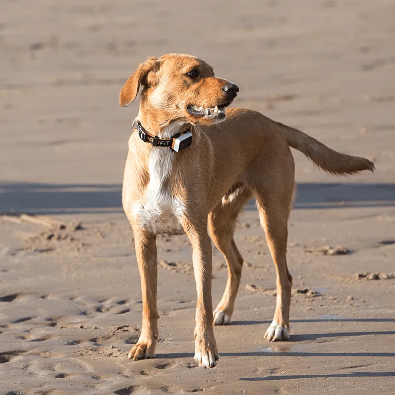 Dog  Tracker Collar  Size 48x33x14 mm